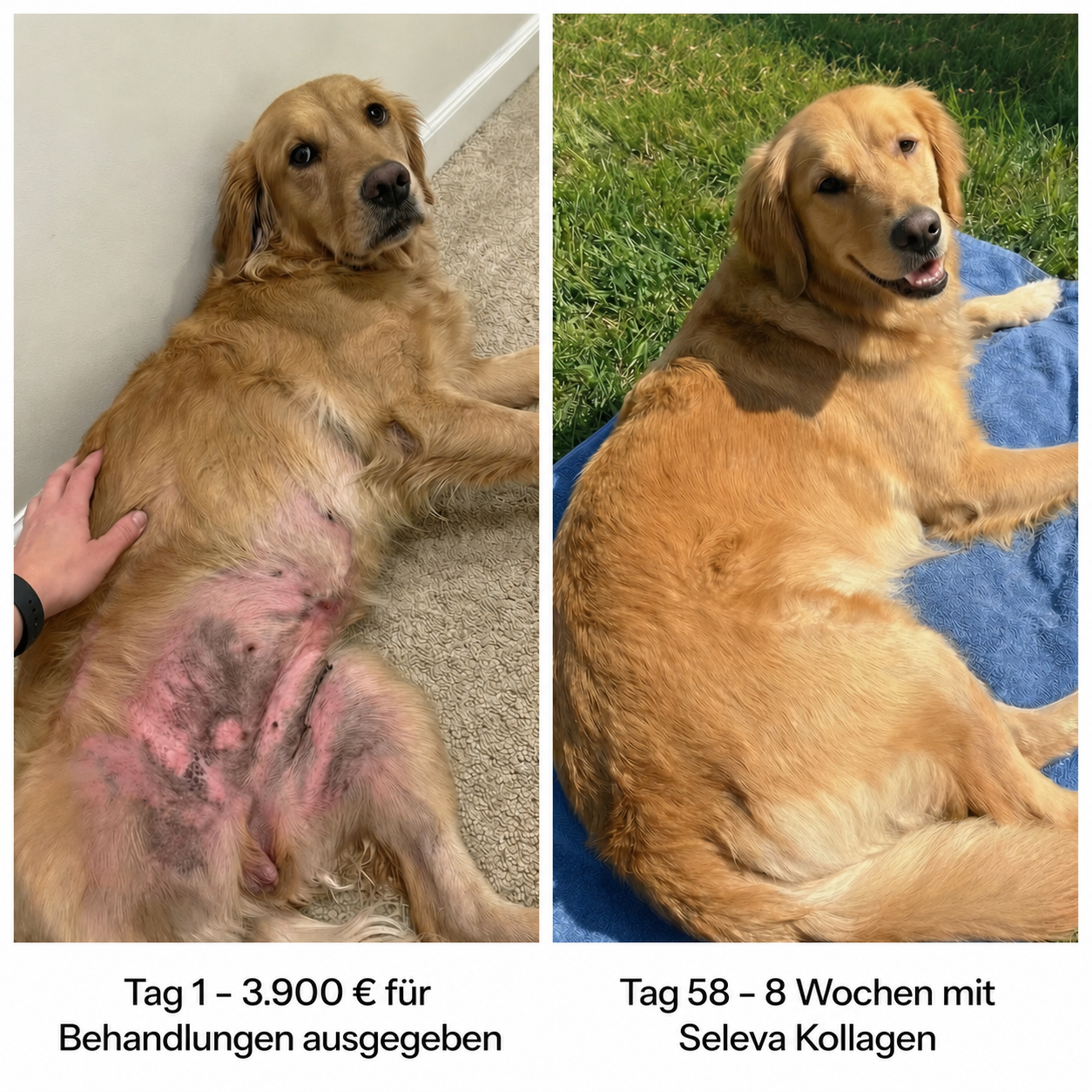 SELEVA Premium Flüssig-Kollagen für Hunde